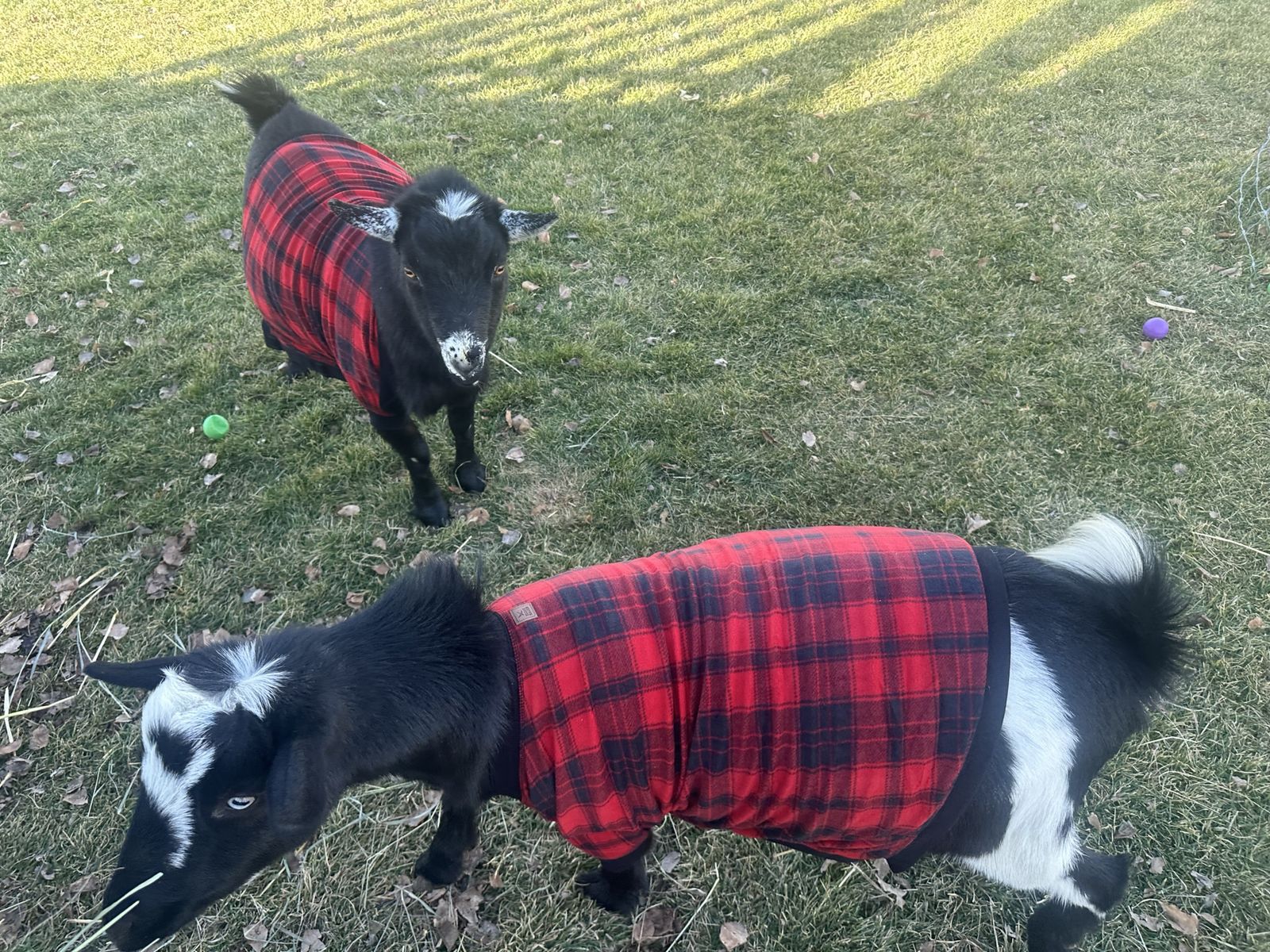 3 year old wether goats (Brothers) Nigerian Dwarf