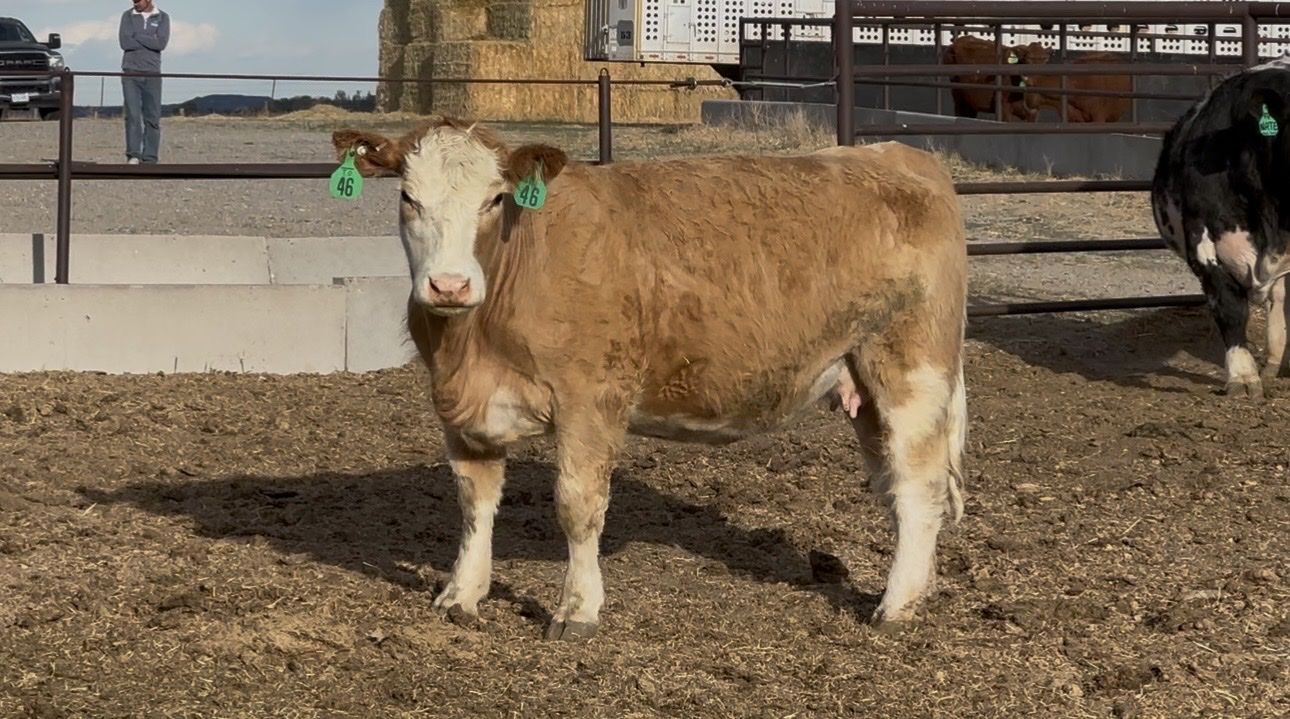 Bred clubby cross cows. One is a 3 in 1 package.