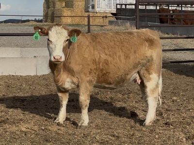 Bred clubby cross cows. One is a 3 in 1 package.