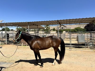 15 year old Mustang Gelding