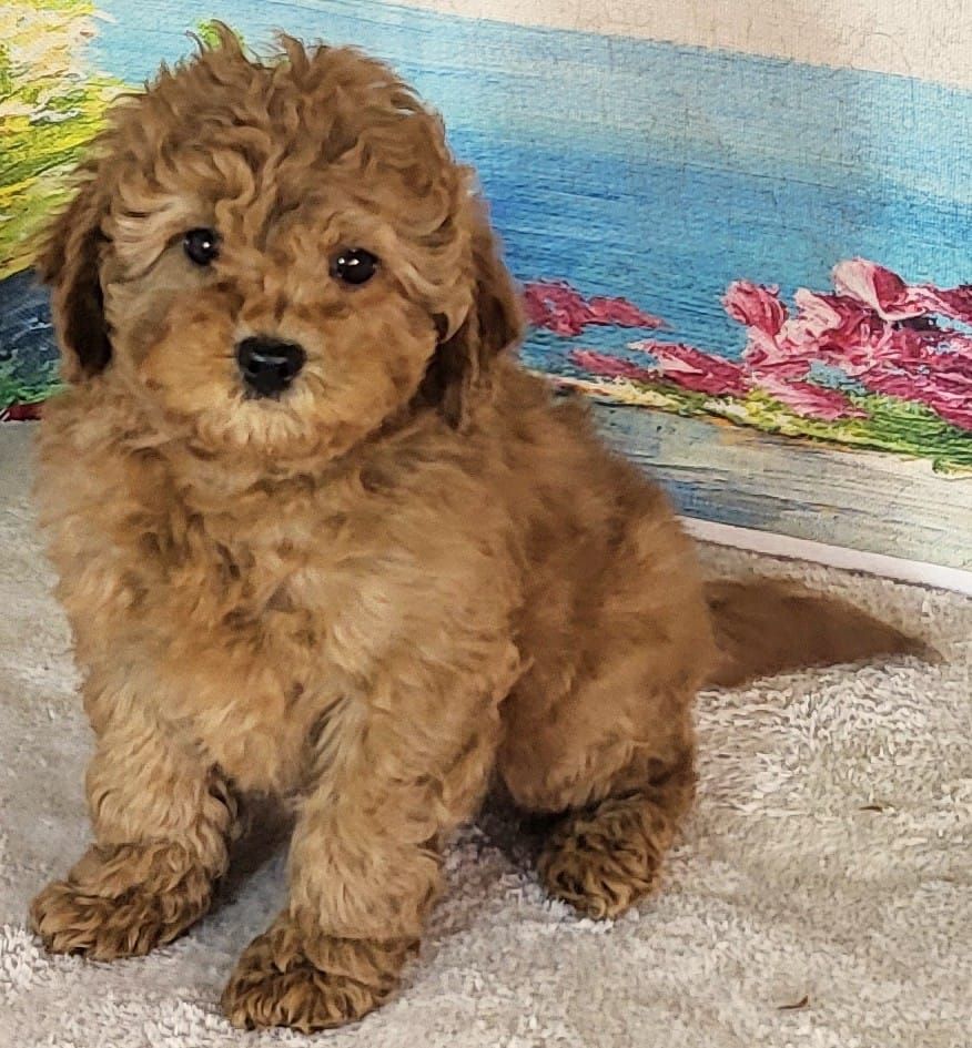 Micro Goldendoodle - Girl Rain $2200