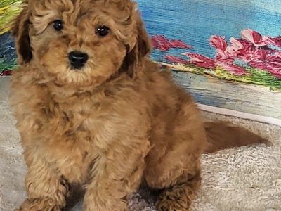 Micro Goldendoodle - Girl Rain $2200