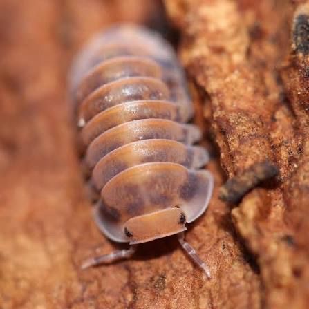 Pak Chong Red Isopods