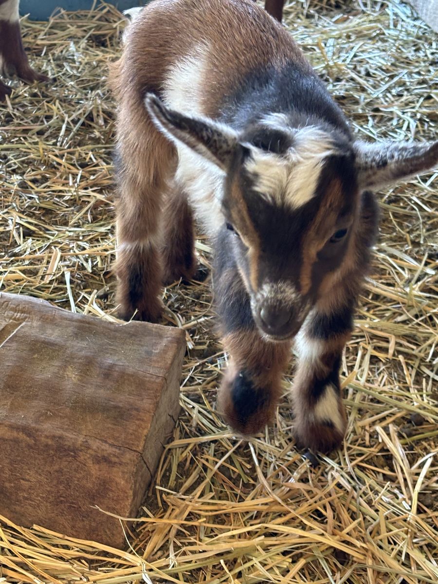 TRI-COLORED NIGERIAN DWARF BOTTLE BUCKLING !