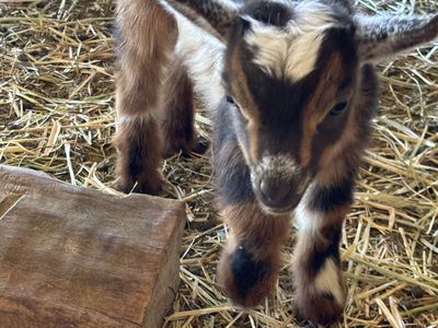 TRI-COLORED NIGERIAN DWARF BOTTLE BUCKLING !