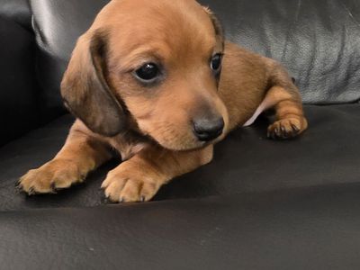 Mini dacshund 1 BOY