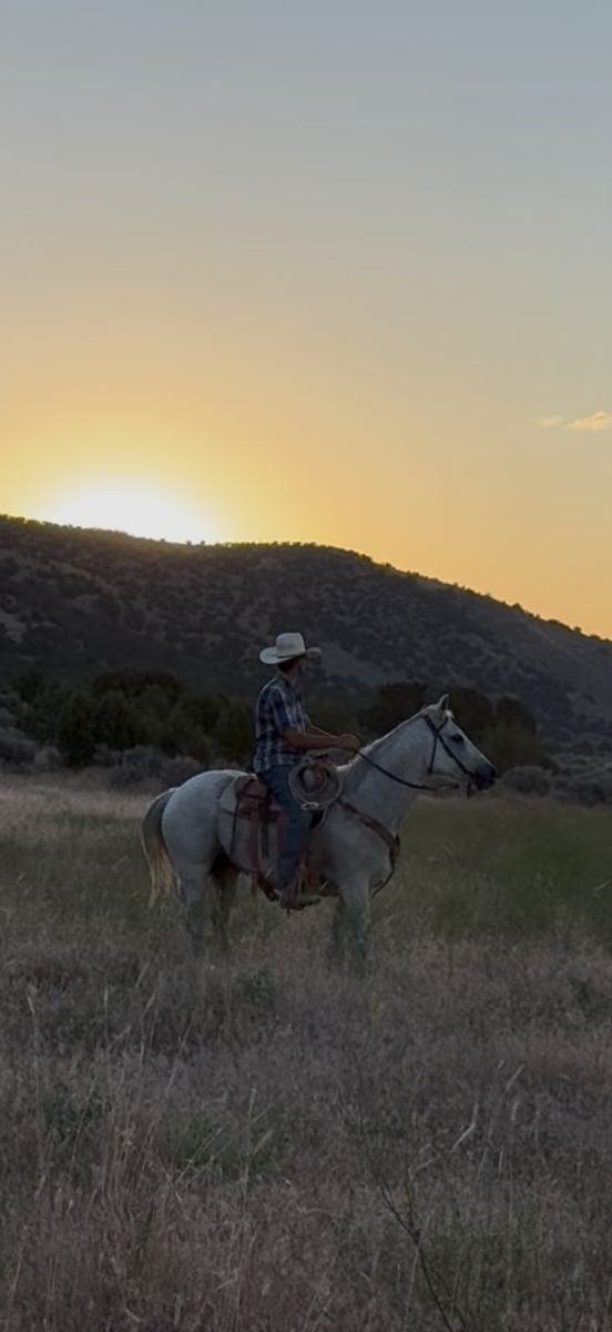 AQHA MARE