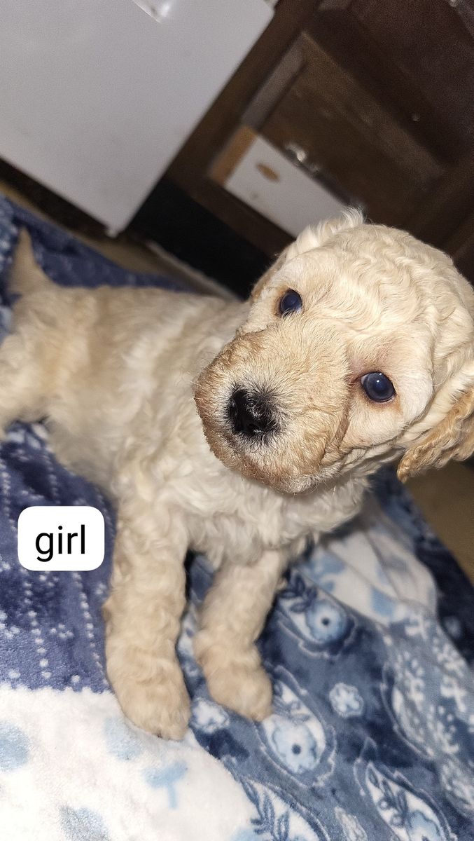 4 week Teddy bear Medium Size Goldendoodles for pick