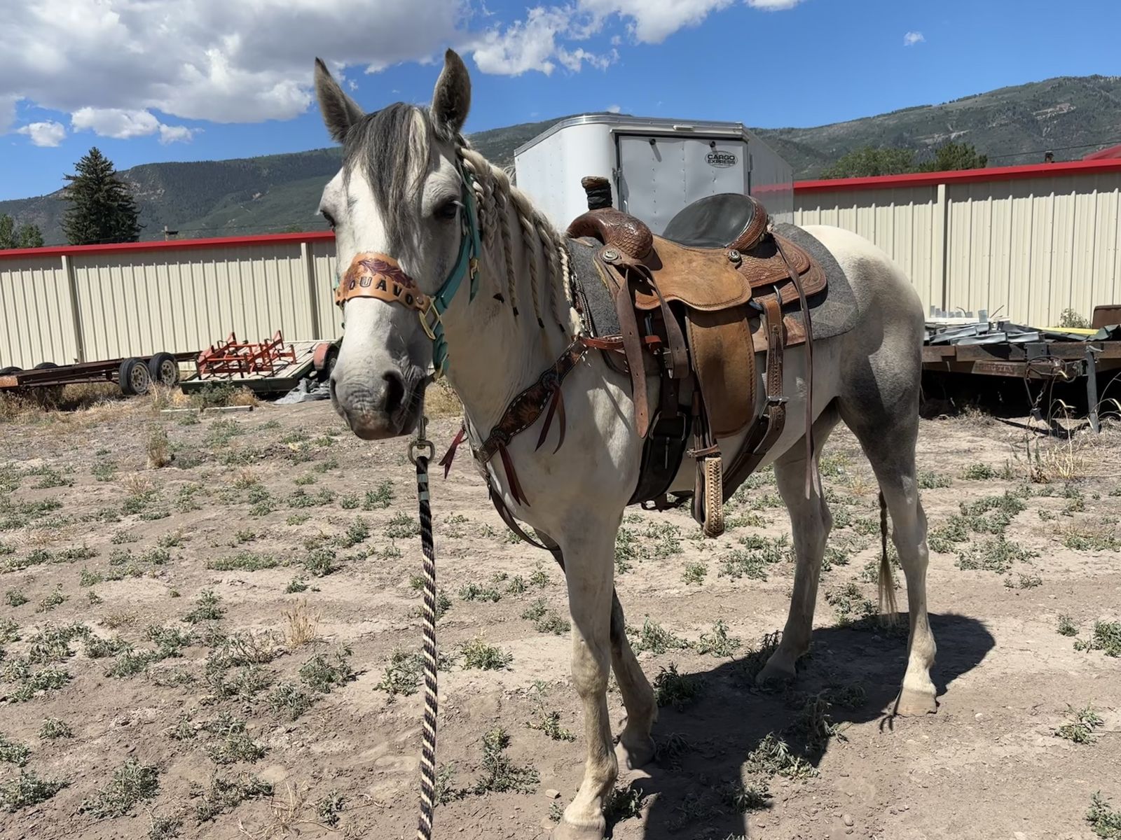 4 year old gelding