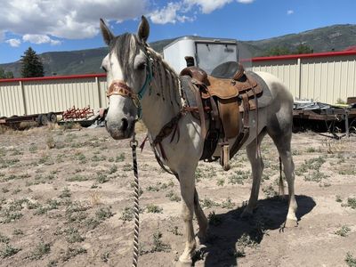 4 year old gelding