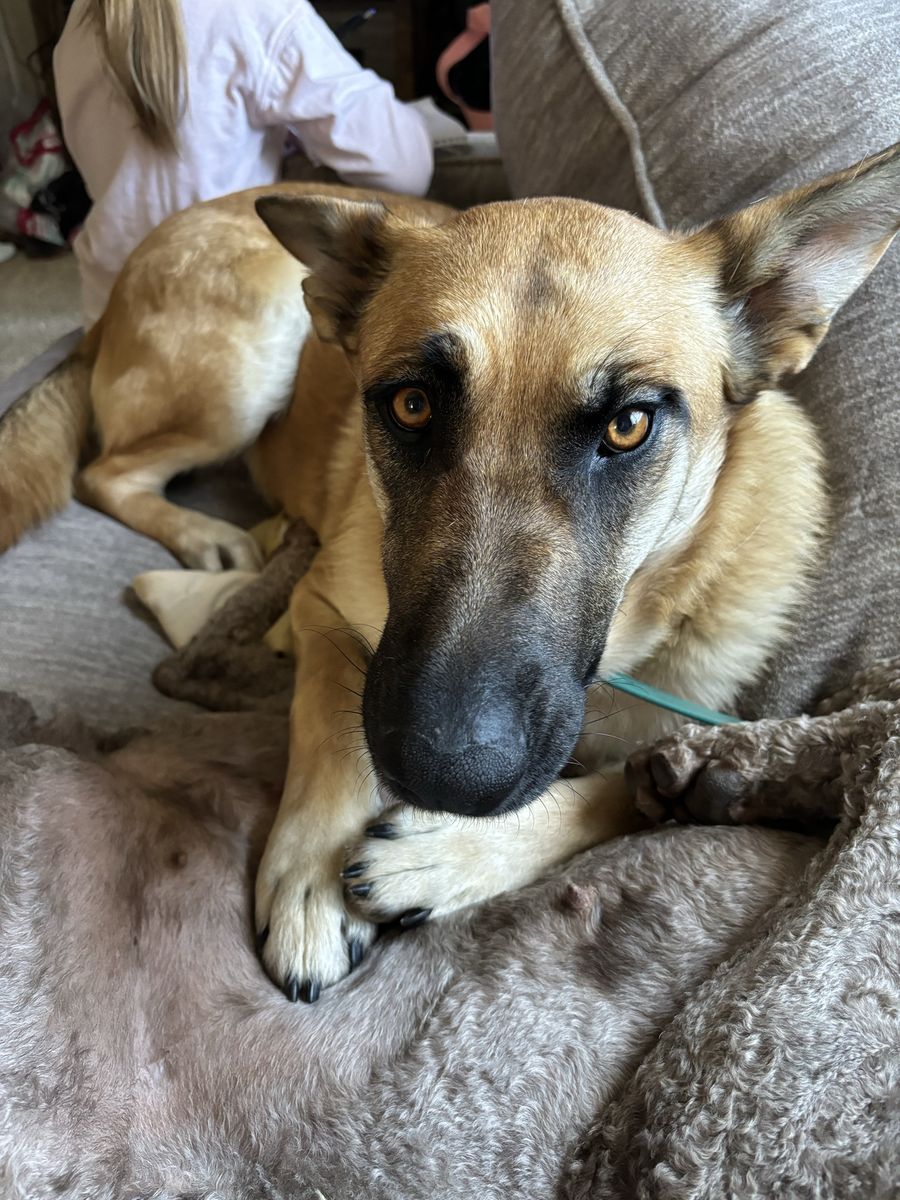 German shepherd Belgian malinois