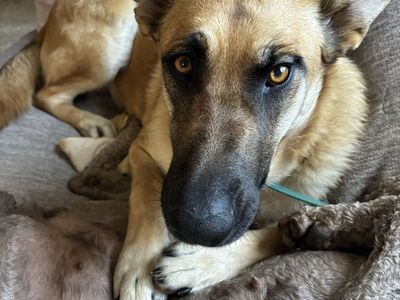 German shepherd Belgian malinois