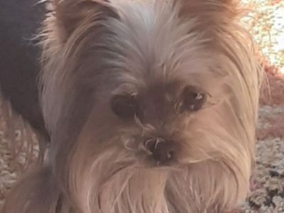 AKC/CKC teacup yorkie for stud service only