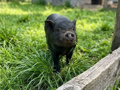 Black Juliana mini pig