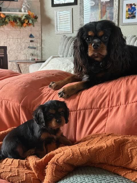 AKC Cavalier King Charles Puppies