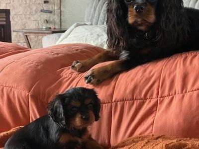 AKC Cavalier King Charles Puppies