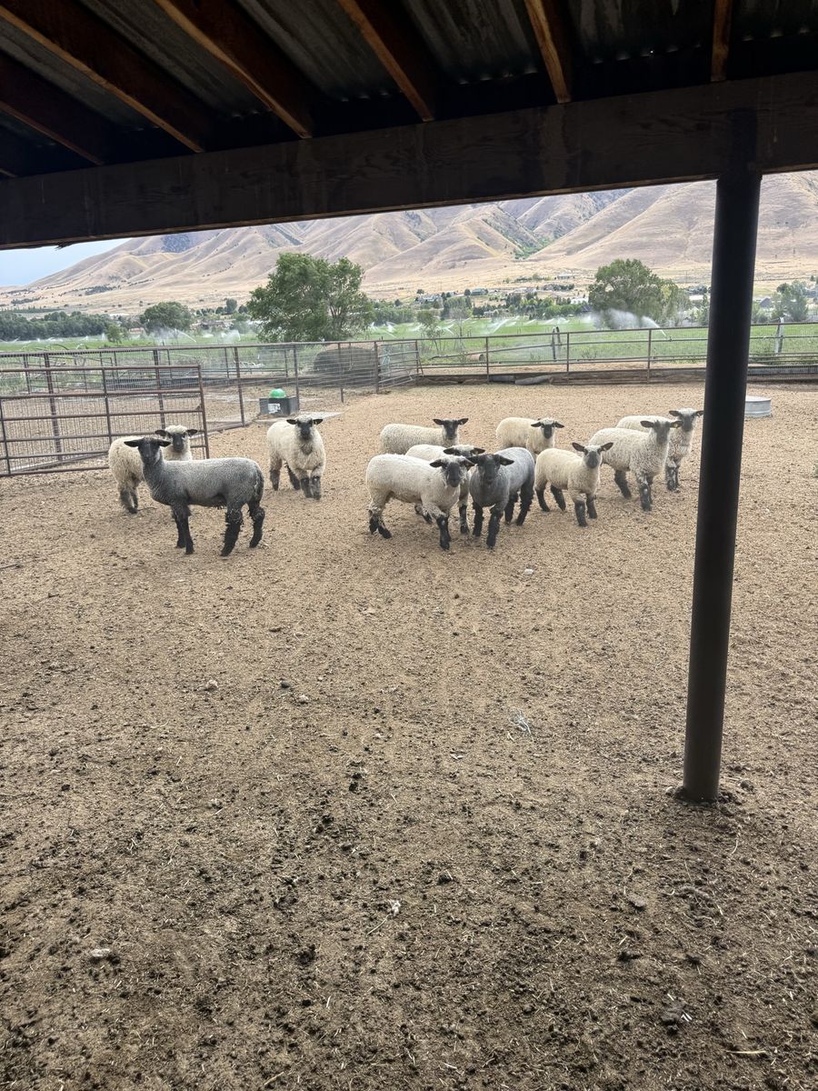 Ewe lambs