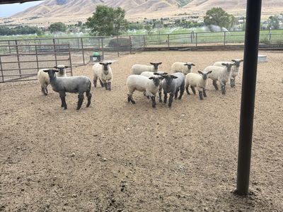 Ewe lambs