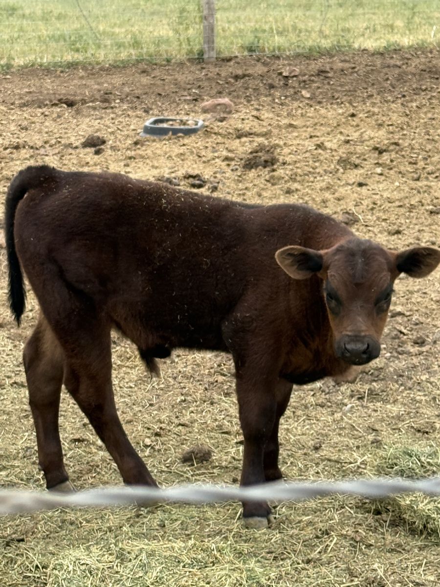 Healthy Young steer Calf - Ready for Your Farm or Ranch