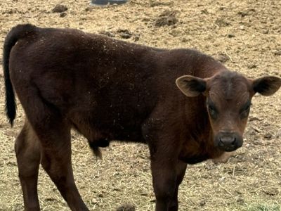 Healthy Young steer Calf - Ready for Your Farm or Ranch