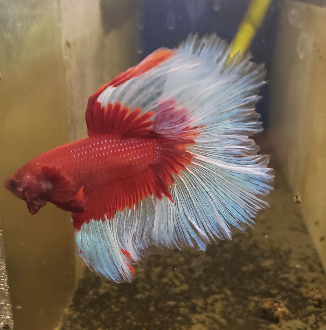 import Beautiful Red and White Betta Fish for Sale