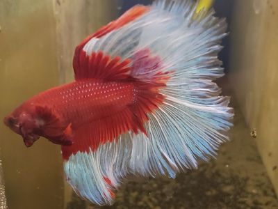 import Beautiful Red and White Betta Fish for Sale
