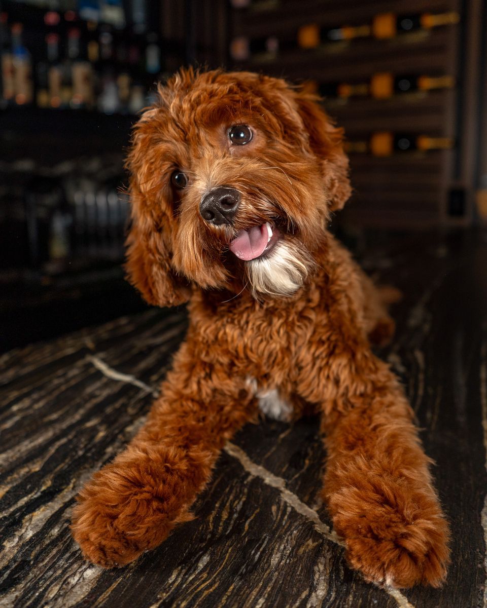 Red F1B Mini Cavapoo Stud Service | Health Tested Teddy Bear Puppies