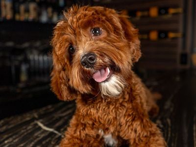 Red F1B Mini Cavapoo Stud Service | Health Tested Teddy Bear Puppies