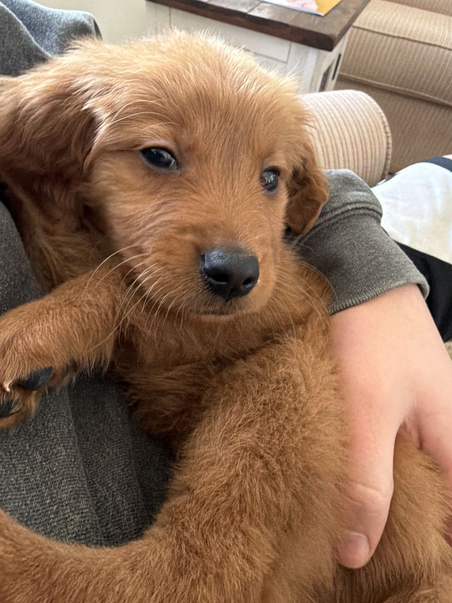 AKC Golden Retriever Male