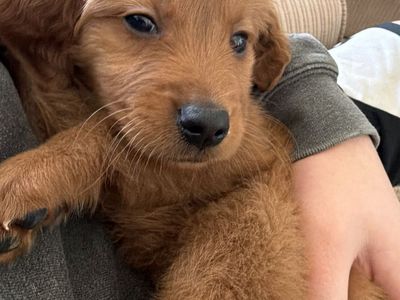 AKC Golden Retriever Male