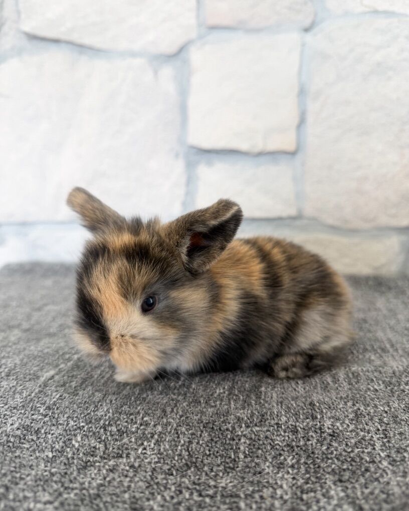 Tiny Harlequin Holland Lop Buck