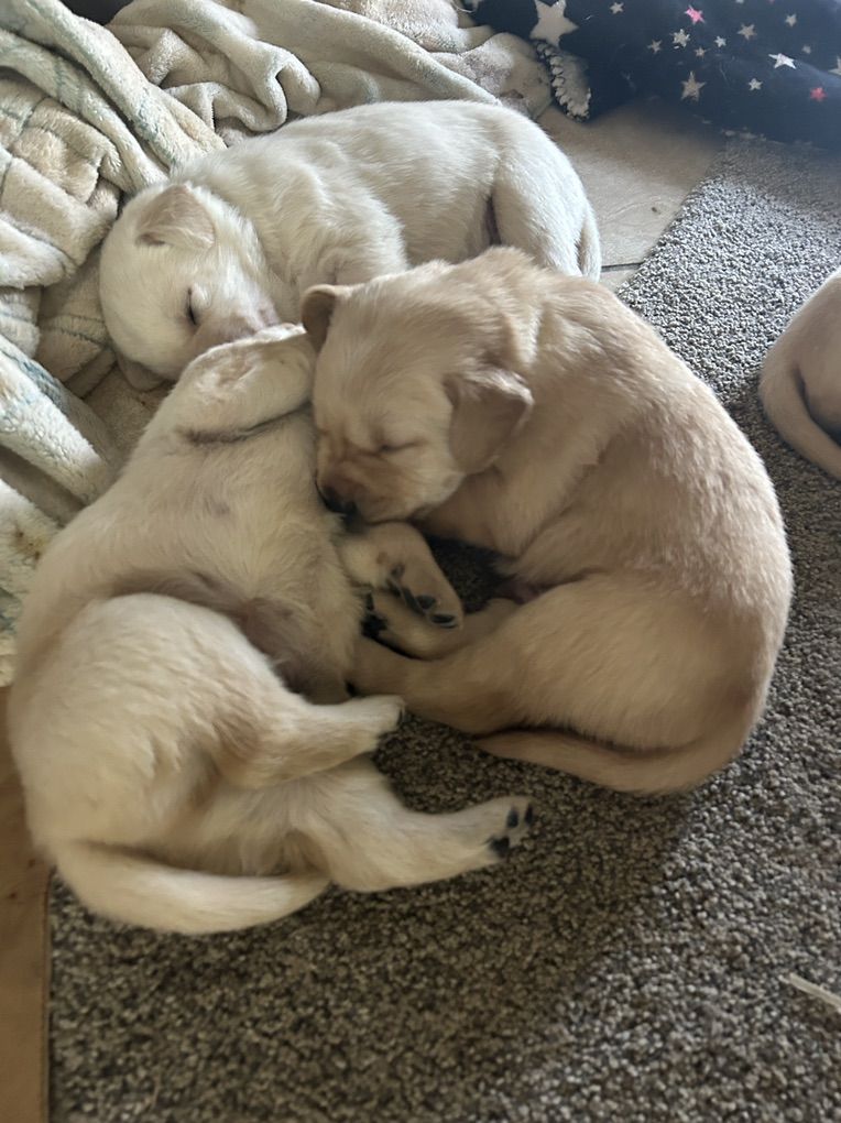 lab Mix Puppies