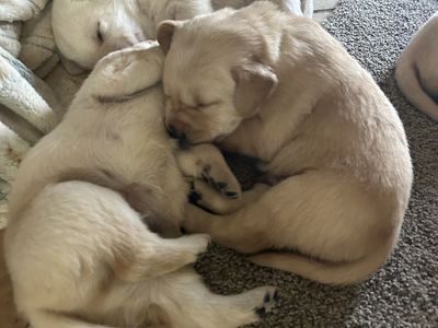 lab Mix Puppies