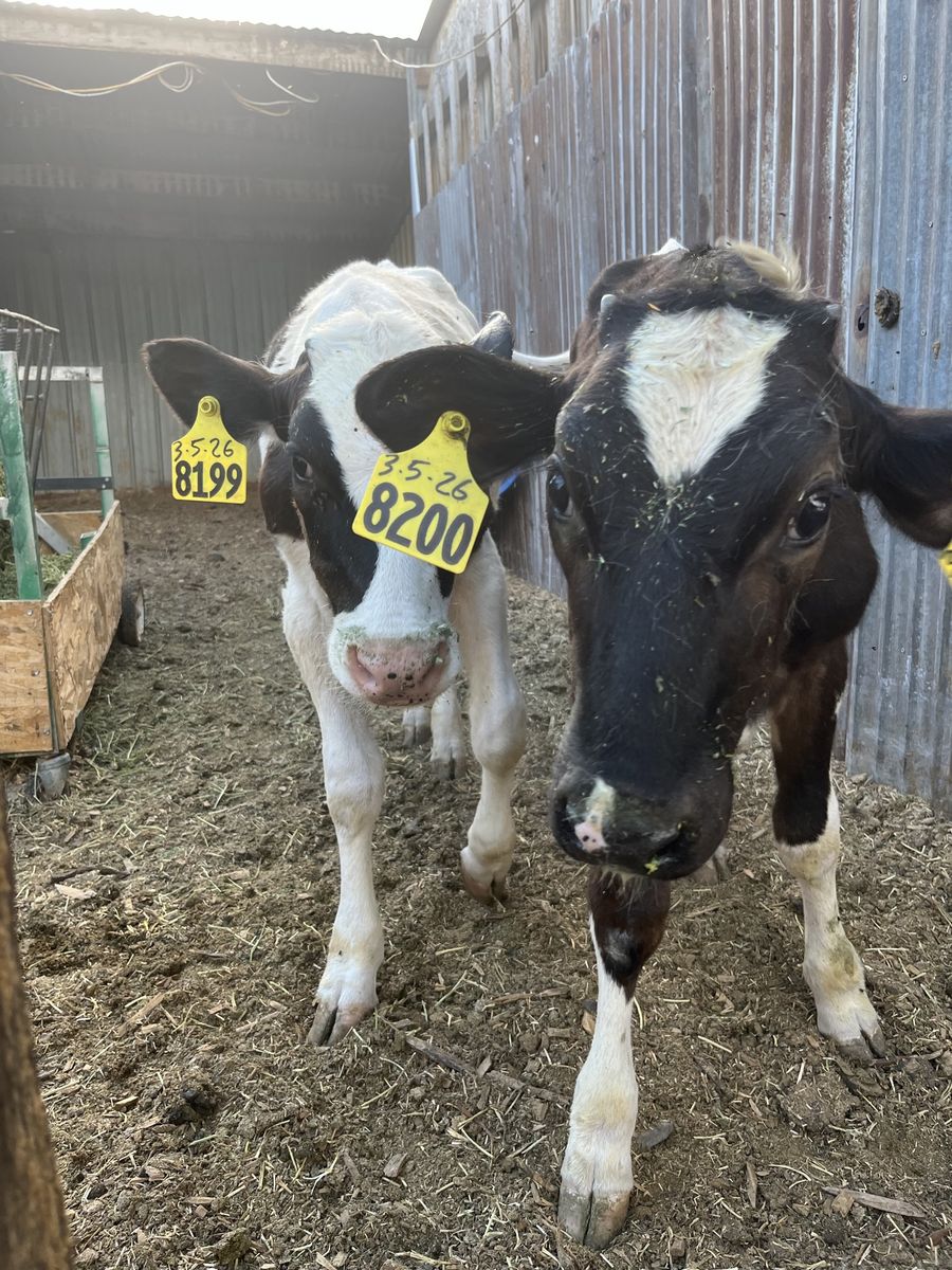 Dairy Calves (2) - Black and White Holstein Heifers