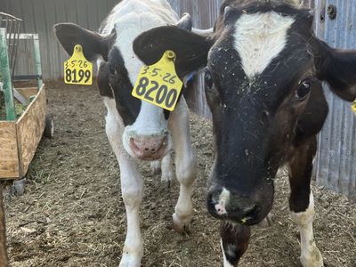 Dairy Calves (2) - Black and White Holstein Heifers