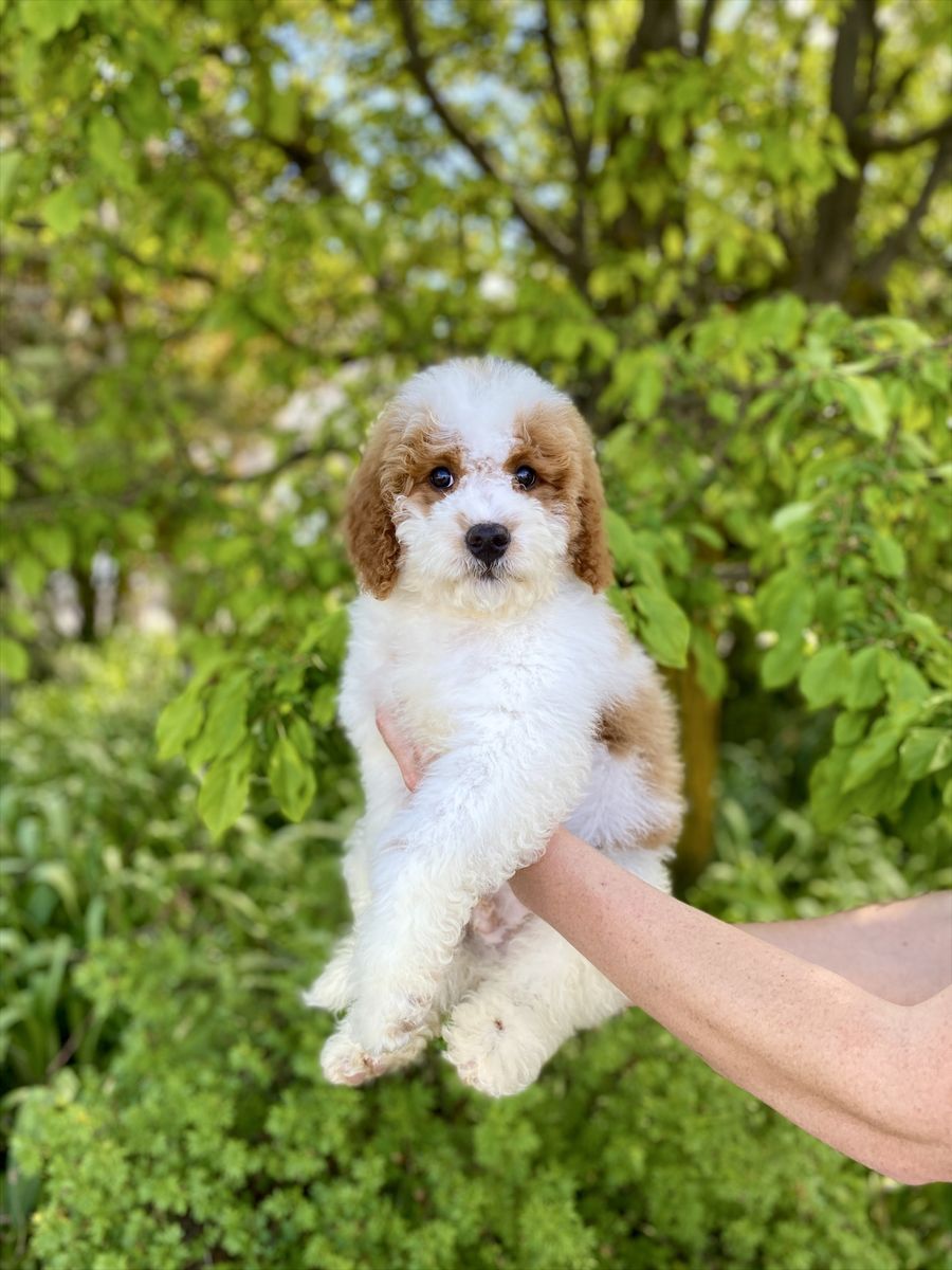 Mini Bernedoodle, Berniedoodle, Bernadoodle puppy