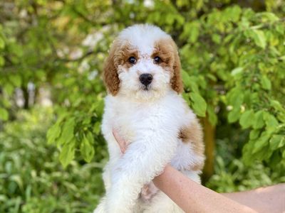 Mini Bernedoodle, Berniedoodle, Bernadoodle puppy