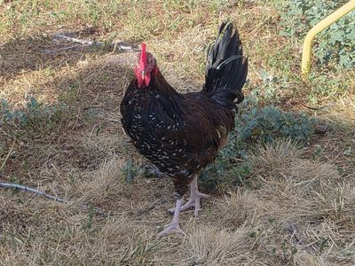 Free Rooster