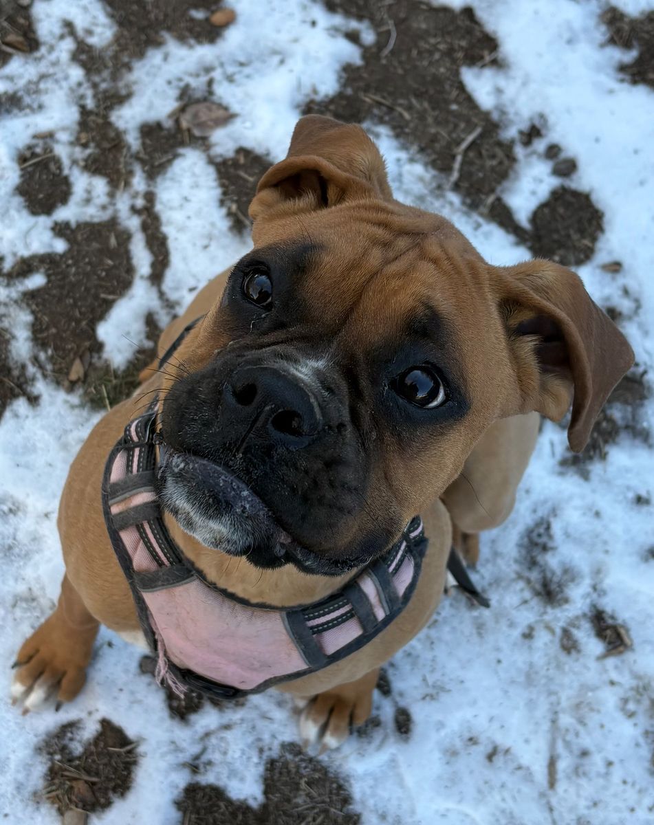 Akc European Boxer Puppies due July!