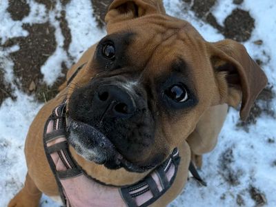 Akc European Boxer Puppies due July!