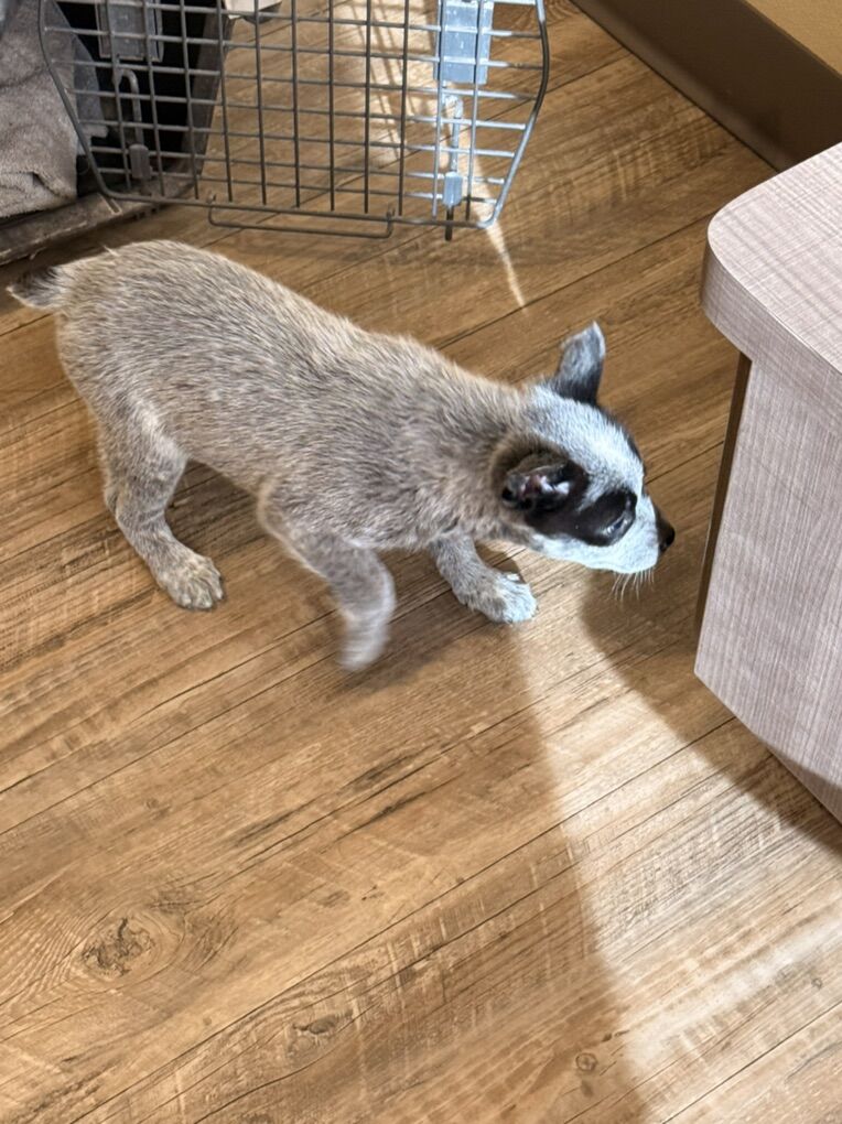 Austrailian Cattle Dog Puppies 9Weeks Old