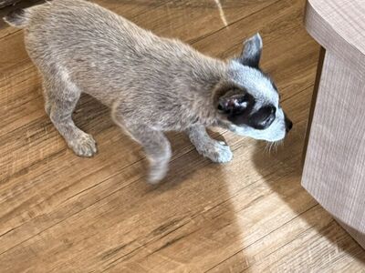 Austrailian Cattle Dog Puppies 9Weeks Old