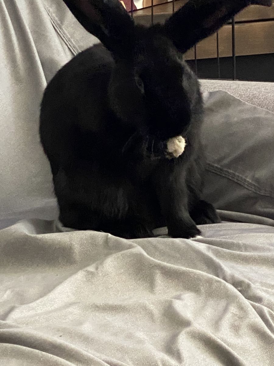 Free Rabbit with all supplies