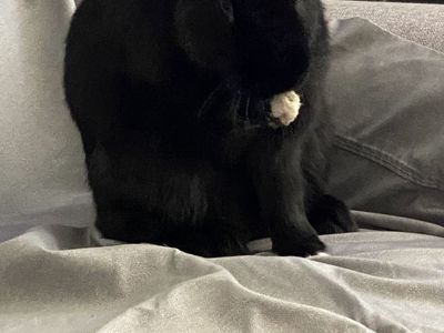 Free Rabbit with all supplies