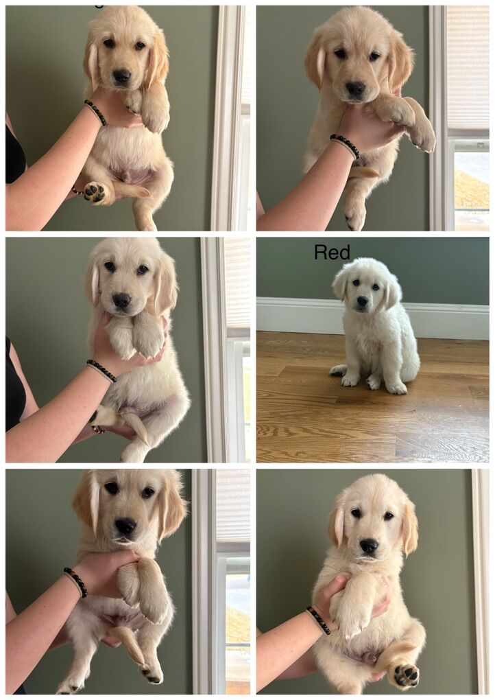 English Cream retrievers