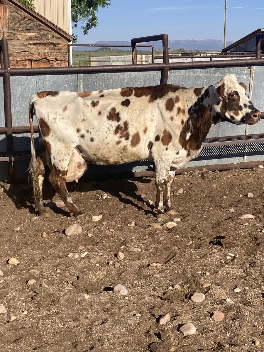 Nurse cow