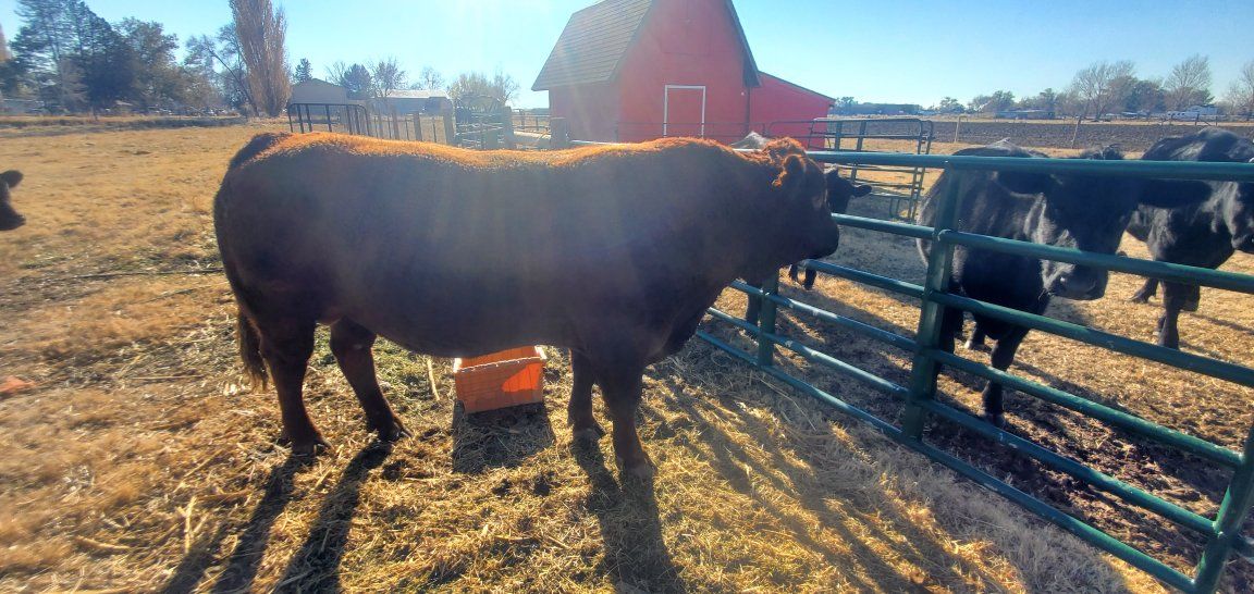bull lease