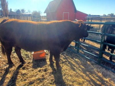 bull lease