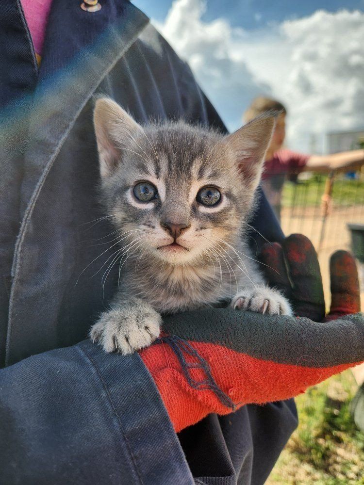 kittens ready for new homes