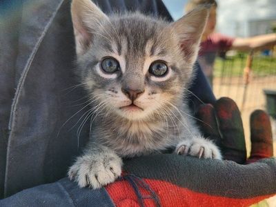 kittens ready for new homes